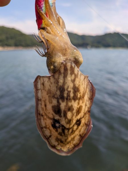 キスが釣れないので
